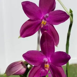 Phal Speciosa Sky Blue x Violacea Indigo Blooming Size