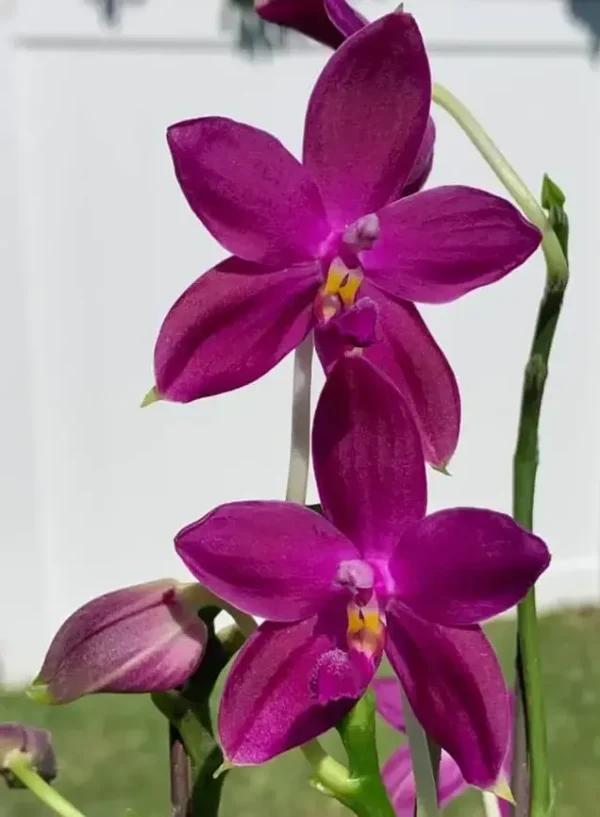 Phal Speciosa Sky Blue x Violacea Indigo Blooming Size
