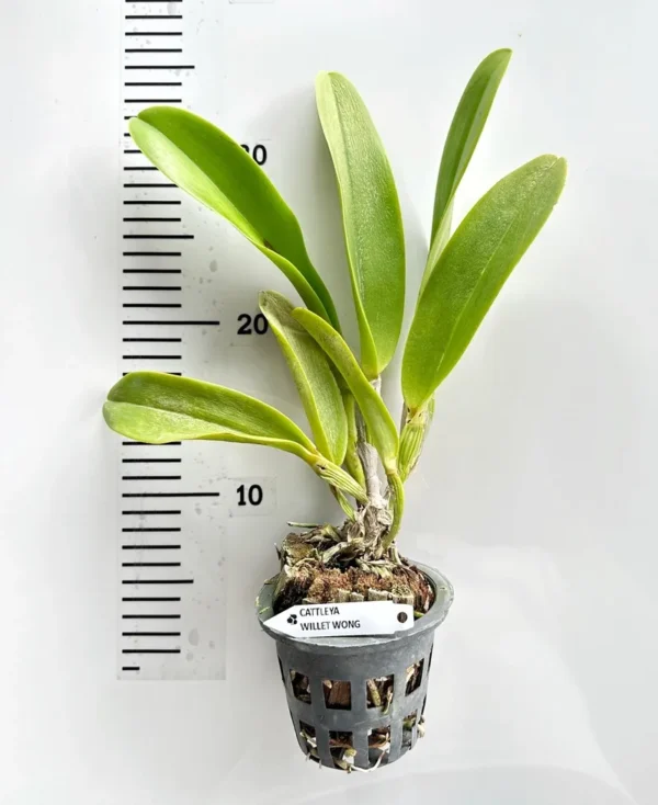 Cattleya Willete Wong Blooming Size - Image 2