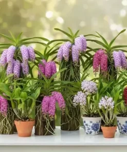 Rhynchostylis