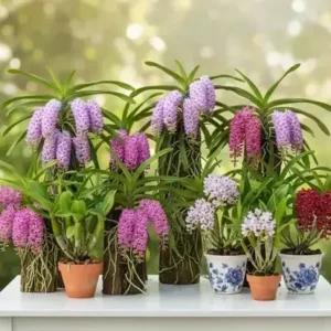 Rhynchostylis