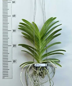 Alternative view of Vanda Omar Padron - Big Size
