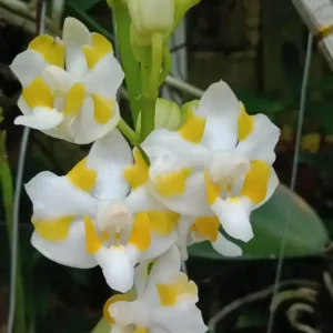 Phalaenopsis pulcherrima var. champorensis Blooming Size (Fragrant)