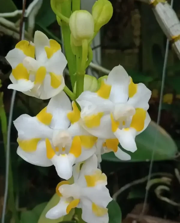 Phalaenopsis pulcherrima var. champorensis Blooming Size (Fragrant)