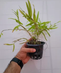 Alternative view of Dendrobium Hercoglossum Blooming Size (Fragrant)