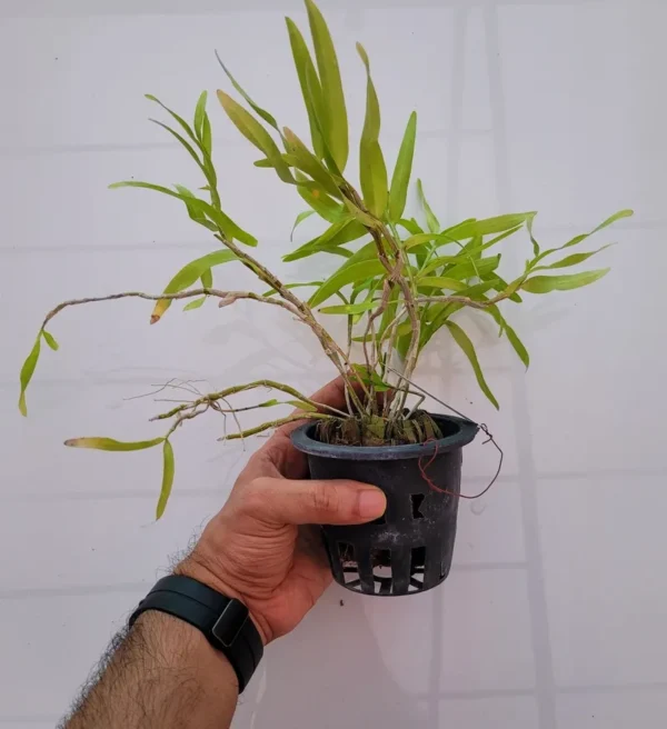 Dendrobium Hercoglossum Blooming Size (Fragrant) - Image 2