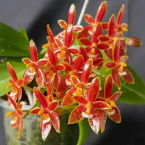 Phalaenopsis Cornu-Cervi Blooming Size