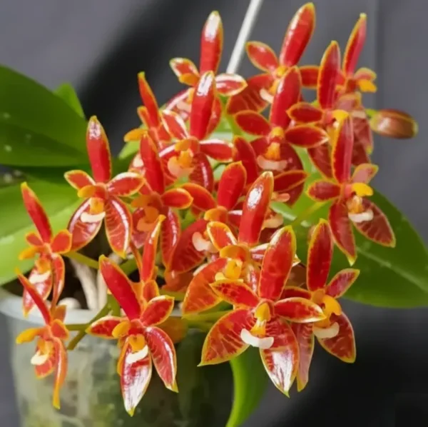 Phalaenopsis Cornu-Cervi Blooming Size