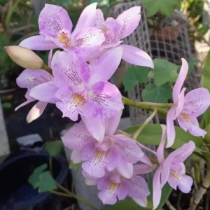 Cattleya Chantilly Lace Blooming Size