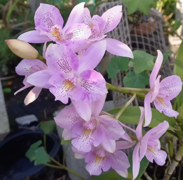 Cattleya Chantilly Lace Blooming Size