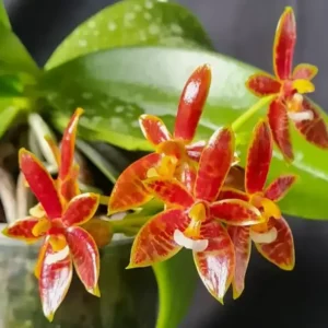 Phalaenopsis Cornu-Cervi Blooming Size