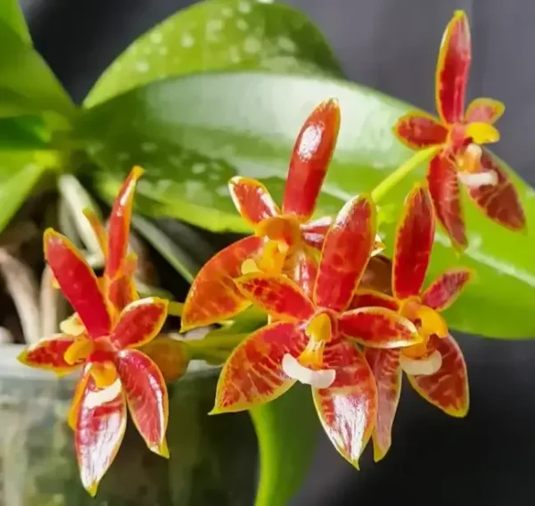 Phalaenopsis Cornu-Cervi Blooming Size