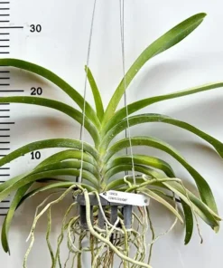 Alternative view of Vanda Edwin’s Delight Blooming Size