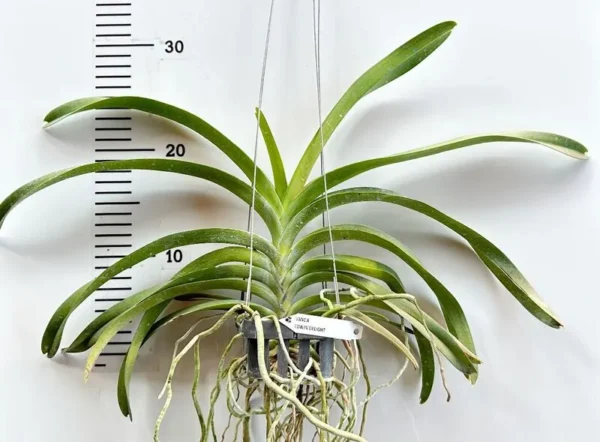 Vanda Edwin’s Delight Blooming Size - Image 2