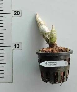 Alternative view of Cycnodes Taiwan Red Blooming Size