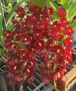 Cycnodes Taiwan Red Blooming Size