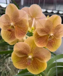 Vanda Edwin’s Delight Blooming Size