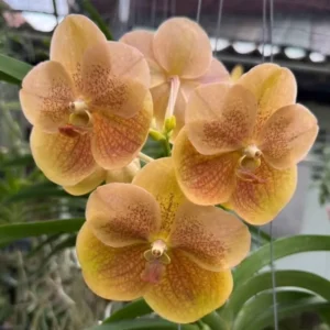 Vanda Edwin’s Delight Blooming Size