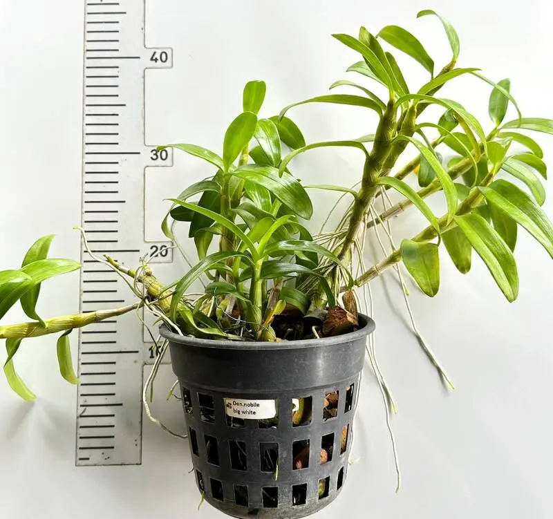 Nobile White Blooming Size - Image 2