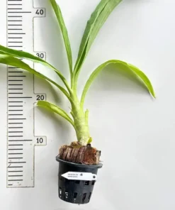 Alternative view of Clowesetum Jumbo Waltz Blooming Size