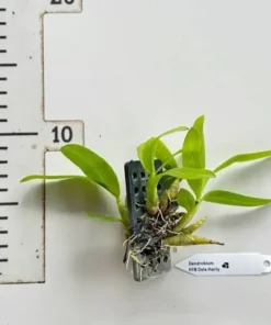 Alternative view of Dendrobium Delacourii ( Dela Hairly ) Blooming Size (Fragrant) - Mounted