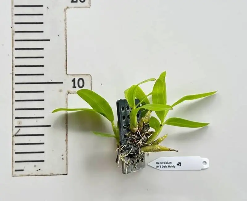 Dendrobium Delacourii ( Dela Hairly ) Blooming Size (Fragrant) - Mounted - Image 2