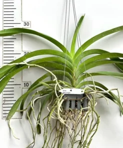 Alternative view of Vanda Edwin’s Delight Blooming Size
