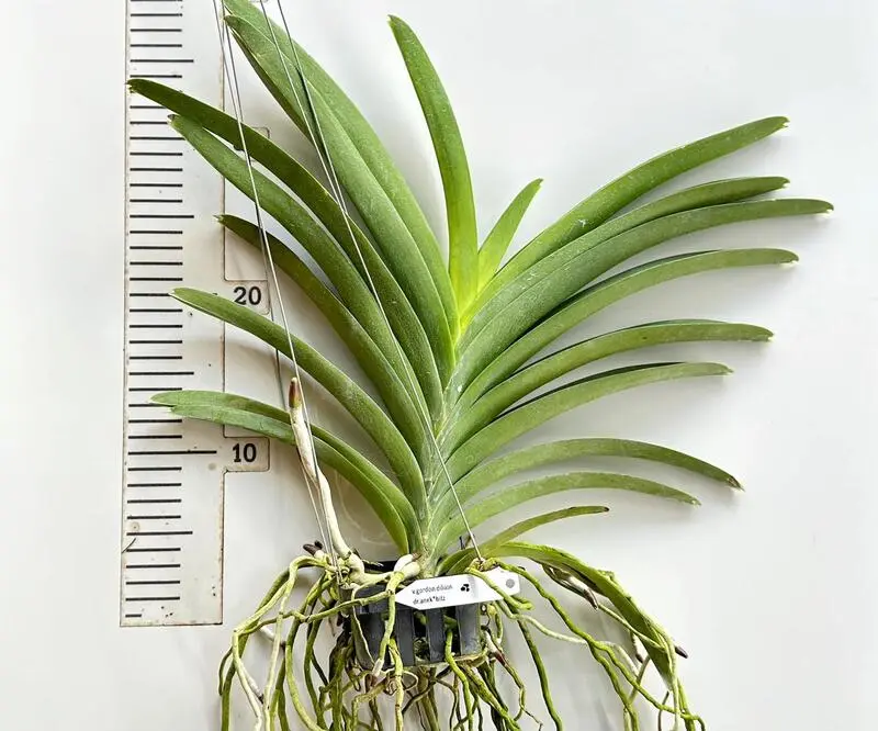 Vanda Gordon Dillon X Dr Anek Bitz Blooming Size - Image 2
