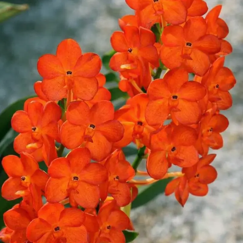 Ascocenda Suksamran Sunlight Blooming Size