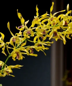 Golden Rabbit Seedling