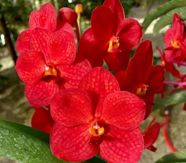 Ascocenda Big Red Blooming Size