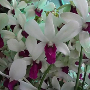 Wool Leng Seedling