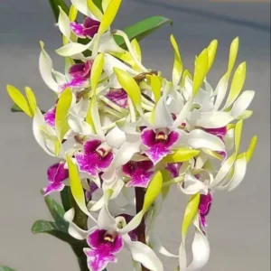 Hawaii Gem Seedling
