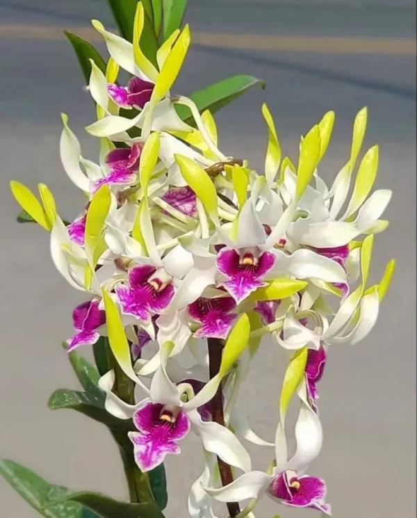 Hawaii Gem Seedling
