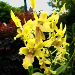 Rabbit Yellow 32 Seedling