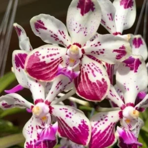 Vanda Loke Blooming Size