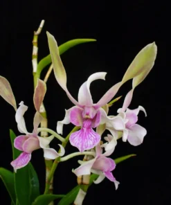 Rabbit Srima 135 Seedling