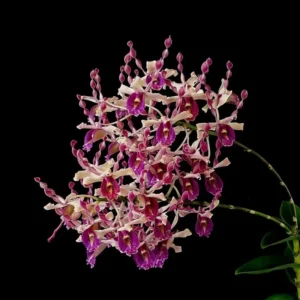 Rabbit Red 86 Seedling