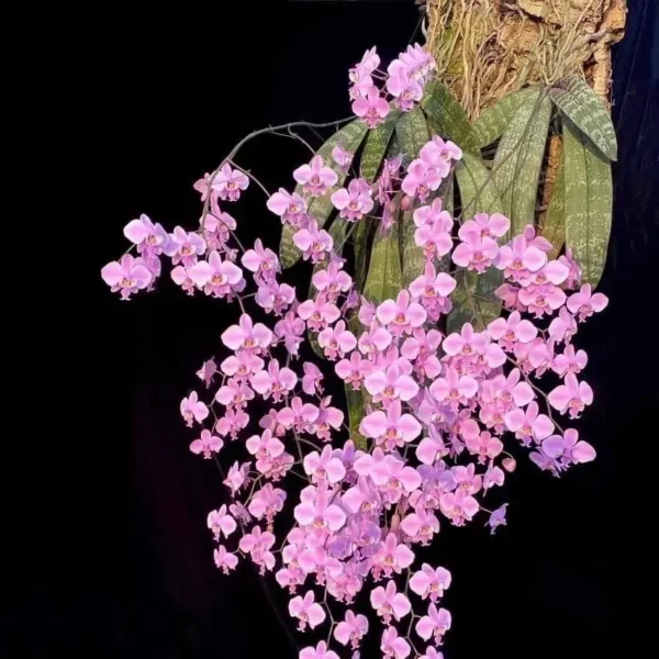 Phalaenopsis schilleriana ‘Silver Leaf’ Blooming Size