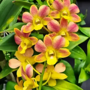 Yellow Glow Seedling