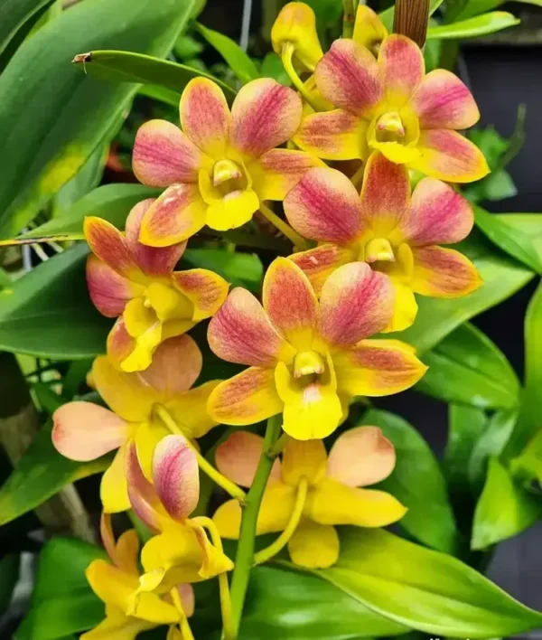 Yellow Glow Seedling