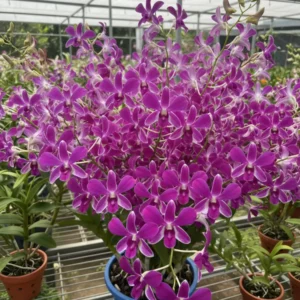 POF 114 Seedling