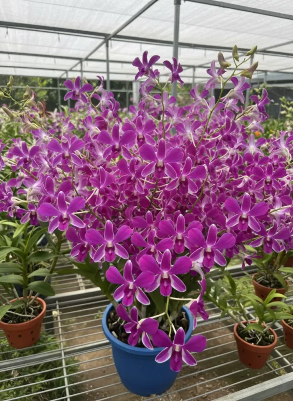 POF 114 Seedling
