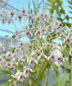 Antennatum Green Seedling