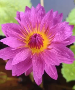 Magenta Starburst Water Lily