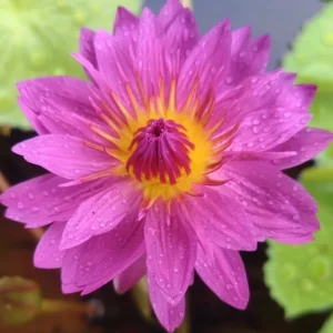 Magenta Starburst Water Lily