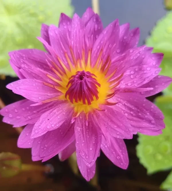 Magenta Starburst Water Lily