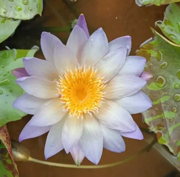 Southern Charm Water Lily
