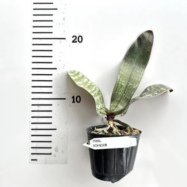 Phalaenopsis schilleriana ‘Silver Leaf’ Blooming Size - Image 2