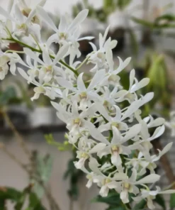 Avatan White Rabbit Seedling